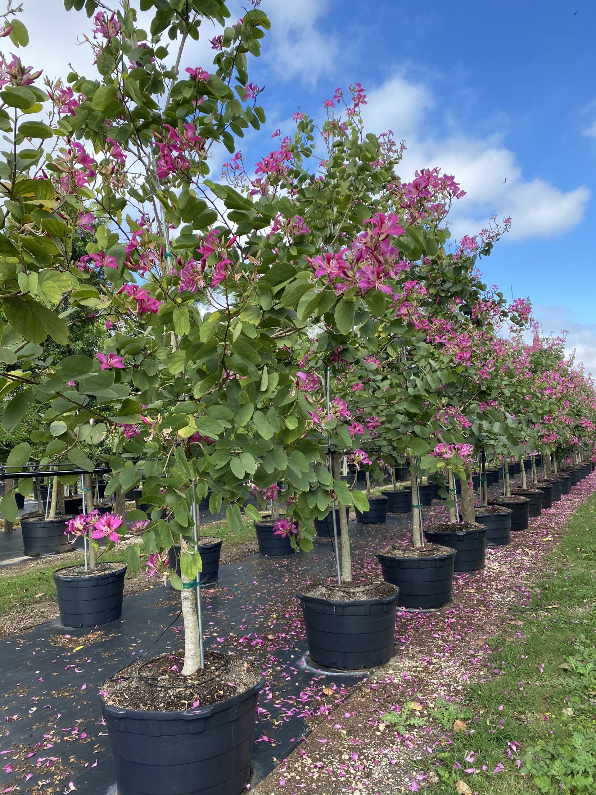 Bauhinia Tree